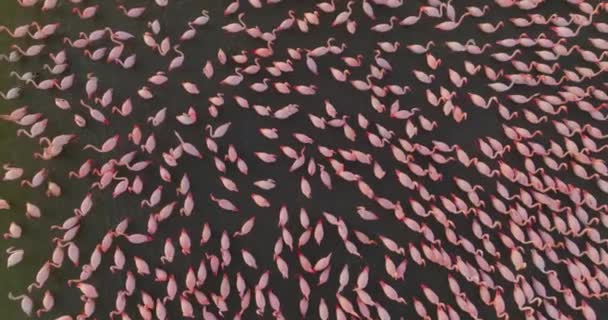 Widok Lotu Ptaka Stado Różowych Flamingów Tle Pięknego Krajobrazu — Wideo stockowe