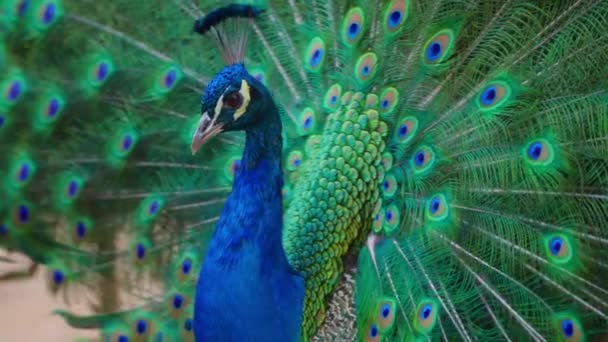 Pendekatan Kepala Burung Merak Biru Dewasa Peacock Menggoyangkan Bulu Merak — Stok Video