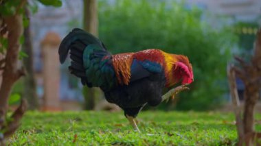 Güzel bir horoz parkta serbestçe dolaşıyor. Özgür hayvanlar konsepti.
