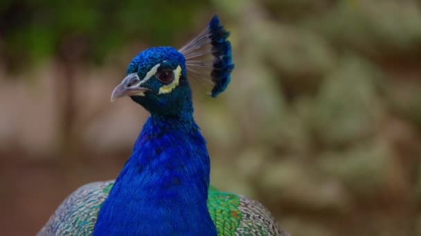 Närbild Vackra Vuxna Manliga Påfågel Park Grön Bokeh Bakgrund — Stockvideo