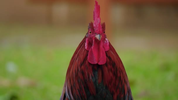 Portrait Coq Dans Jardin Gros Plan Une Poule Poulet Biologique — Video