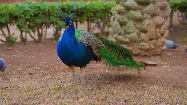 Hermoso Pájaro Pavo Real Parque Paseos — Vídeo de stock