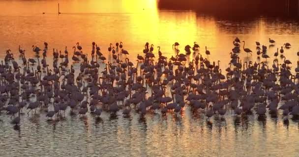 Flock Rosa Flamingos Som Lever Saltsjöar Vid Solnedgången Livet För — Stockvideo