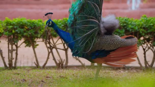 Närbild Huvudet Vuxen Blå Påfågel Peacock Skakar Fjädrar Färgglada Påfågel — Stockvideo
