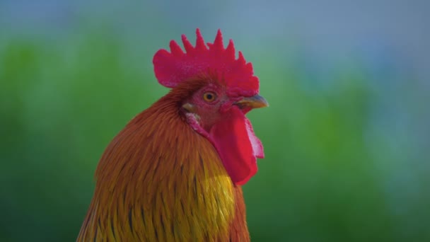 Portrait Beautiful Rooster — Stock Video