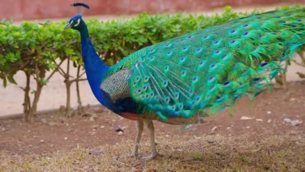 Pavone Indiano Con Coda Allargata Peafowl Mostrando Sua Coda Colorato — Video Stock