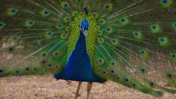 成年蓝孔雀头部的闭锁 孔雀摇动羽毛 五颜六色的孔雀向雌鸟展示它的羽毛 并激烈地摇动它的羽毛 近距离观察孔雀张开它的尾羽 — 图库视频影像