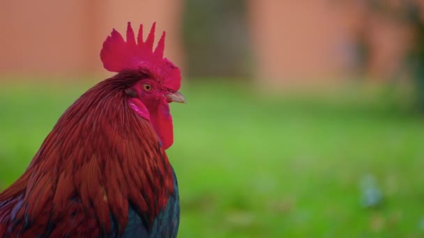 花园中的公鸡的画像 近距离拍摄的自由放养的有机鸡只在户外农场草地上自由漫游 动作缓慢 一只美丽的公鸡在绿叶间的室外密闭 — 图库视频影像