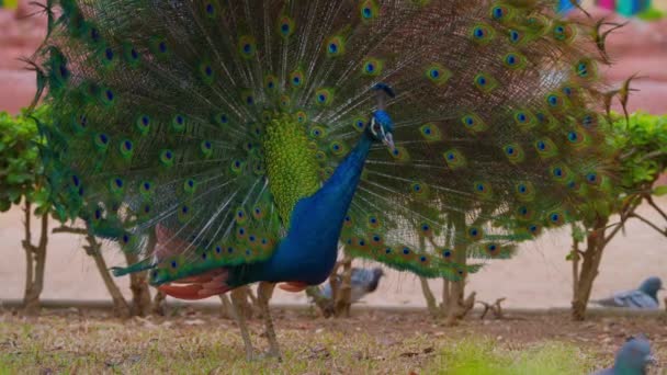 Pavone Indiano Con Coda Allargata Peafowl Mostrando Sua Coda Colorato — Video Stock