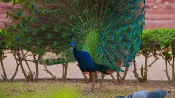 成年蓝孔雀头部的闭锁 孔雀摇动羽毛 五颜六色的孔雀向雌鸟展示它的羽毛 并激烈地摇动它的羽毛 近距离观察孔雀张开它的尾羽 — 图库视频影像
