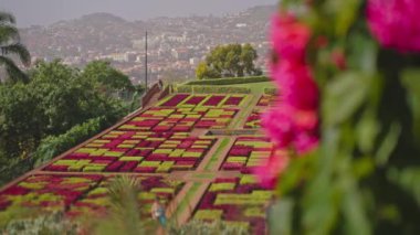 Madeira, Funchal Botanik Bahçesi. 2024 botanik bahçesindeki renkli çiçekler arasında kamera hareket ediyor. Madeira ve Funchal şehrinin çeşitli bitki örtüsünün muhteşem güneşli manzarası.