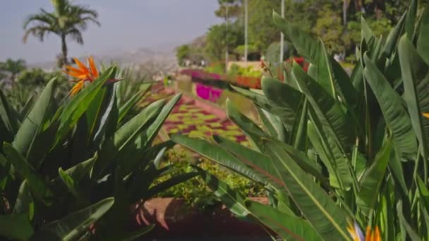 Jardim Botânico Funchal Madeira Câmera Move Entre Flores Coloridas Jardim — Vídeo de Stock