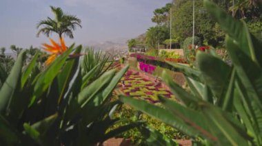 Madeira, Funchal Botanik Bahçesi. 2024 botanik bahçesindeki renkli çiçekler arasında kamera hareket ediyor. Madeira ve Funchal şehrinin çeşitli bitki örtüsünün muhteşem güneşli manzarası.