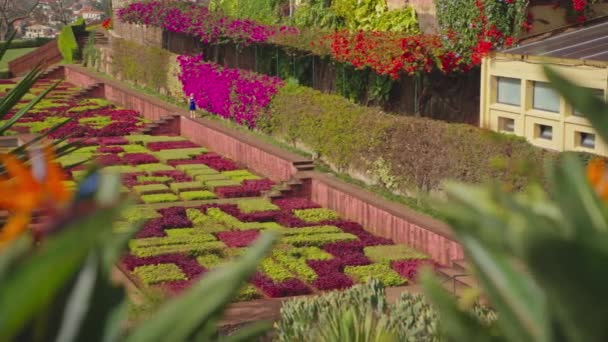 Jardín Botánico Funchal Madeira Cámara Mueve Entre Flores Colores Jardín — Vídeos de Stock