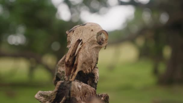 Czaszka Zwierzęcia Leżącego Mistycznym Lesie Fanal Island Madera Portugal — Wideo stockowe