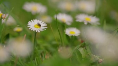 Rüzgarda sallanan beyaz papatyalar yavaş çekimde sallanıyor. Ağır çekim. Doğa, çiçekler, ilkbahar, biyoloji, fauna, çevre, ekosistem. Yüksek kalite 4k görüntü