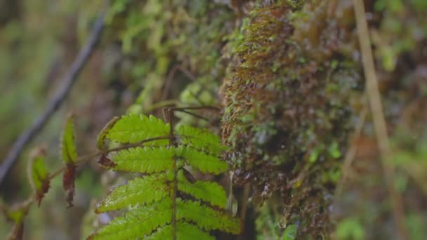 Hojas Verdes Frescas Con Gotas Agua Selva Verde Selva — Vídeo de stock