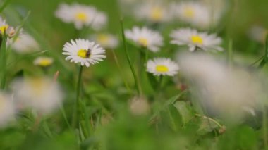 Rüzgarda sallanan beyaz papatyalar yavaş çekimde sallanıyor. Ağır çekim. Doğa, çiçekler, ilkbahar, biyoloji, fauna, çevre, ekosistem. Yüksek kalite 4k görüntü