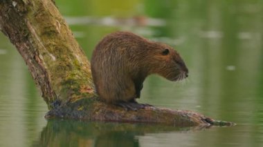 Nutria sudaki bir kütüğe oturur ve kendini temizler. Vahşi doğa. Fransız gölünde bir su cevizinin yakın çekimi. Su samurunun, hindibanın, kunduzun doğal yaşam alanı. Yüksek kalite 4k görüntü
