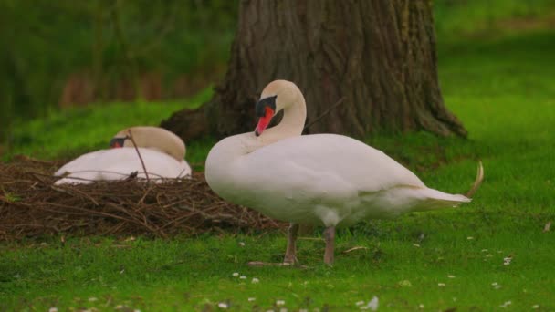 Üreme Mevsiminde Bir Çift Kuğu Anne Yumurtanın Üzerine Oturur Baba — Stok video