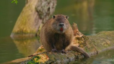 Nutria sudaki bir kütüğe oturur ve kendini temizler. Vahşi doğa. Fransız gölünde bir su cevizinin yakın çekimi. Su samurunun, hindibanın, kunduzun doğal yaşam alanı. Yüksek kalite 4k görüntü