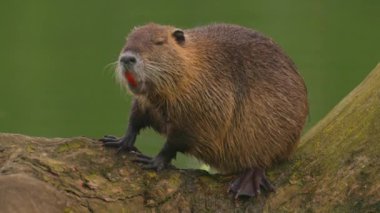 Nutria sudaki bir kütüğe oturur ve kendini temizler. Vahşi doğa. Fransız gölünde bir su cevizinin yakın çekimi. Su samurunun, hindibanın, kunduzun doğal yaşam alanı. Yüksek kalite 4k görüntü