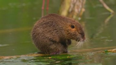 Nutria sudaki bir kütüğe oturur ve kendini temizler. Vahşi doğa. Fransız gölünde bir su cevizinin yakın çekimi. Su samurunun, hindibanın, kunduzun doğal yaşam alanı. Yüksek kalite 4k görüntü