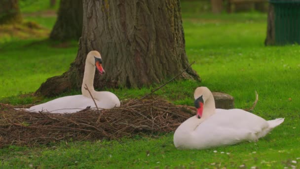 Par Cisnes Durante Época Cría Madre Sienta Los Huevos Padre — Vídeo de stock