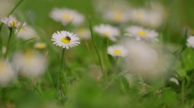 Papatya çiçeği. Çiçek açan güzel papatya çiçeği. Doğal olarak papatya çayı..