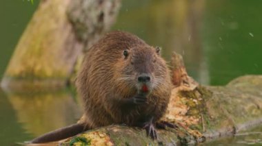 Nutria oturur ve kendini temizler. Vahşi doğa. Göldeki bir su cevizinin yakın çekimi. Su samurunun, hindibanın, kunduzun doğal yaşam alanı..