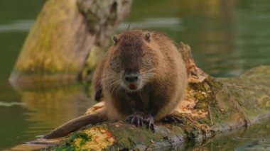 Nutria oturur ve kendini temizler. Vahşi doğa. Göldeki bir su cevizinin yakın çekimi. Su samurunun, hindibanın, kunduzun doğal yaşam alanı..