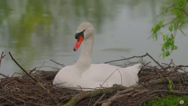 Самка Белого Лебедя Сидит Гнезде Озере — стоковое видео