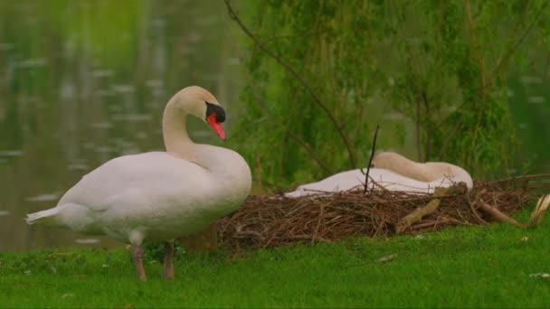 Ein Paar Schwäne Auf Einem Nest Frühling Einem Schönen Park — Stockvideo