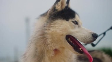 Şirin köpek suratlı ve gözleri aşağıda. Kapat..