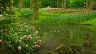 Çiçek bahçesi, çiçek açan lale çiçekleriyle dolu. Dünyanın en büyük çiçek bahçelerinden biri. Hollanda.