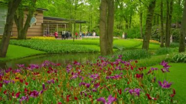 Çiçek bahçesi, çiçek açan lale çiçekleriyle dolu. Dünyanın en büyük çiçek bahçelerinden biri. Hollanda.