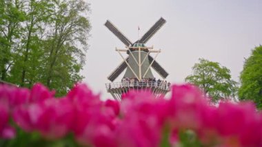 Çiçek bahçesi, çiçek açan lale çiçekleriyle dolu. Dünyanın en büyük çiçek bahçelerinden biri. Hollanda.