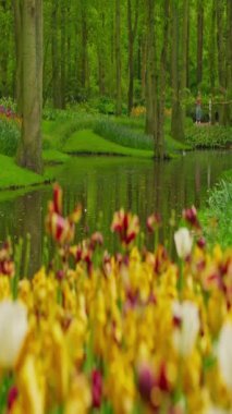 Çiçek bahçesi, çiçek açan lale çiçekleriyle dolu. Dünyanın en büyük çiçek bahçelerinden biri. Ünlü Keukenhof yel değirmeni turistik ilgi odağı.