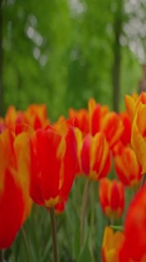 Çiçek bahçesi, çiçek açan lale çiçekleriyle dolu. Dünyanın en büyük çiçek bahçelerinden biri. Ünlü Keukenhof yel değirmeni turistik ilgi odağı.