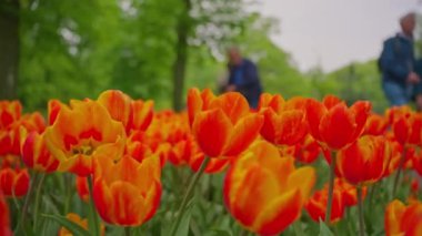 Dünyanın en büyük çiçek bahçelerinden biri. İnsanlar Keukenhof çiçek bahçesinde renkli laleleri severler. Çiçek bahçesi ve çiçek açan lale çiçekleri..