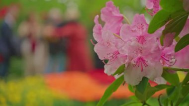 Dünyanın en büyük çiçek bahçelerinden biri. İnsanlar Keukenhof çiçek bahçesinde renkli laleleri severler. Çiçek bahçesi ve çiçek açan lale çiçekleri..