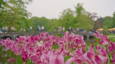 Lisse, Hollanda, 8 Mart 2024: Dünyanın en büyük çiçek bahçelerinden biri. İnsanlar Keukenhof çiçek bahçesinde renkli laleleri severler. Çiçek bahçesi ve çiçek açan lale çiçekleri..