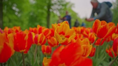 Dünyanın en büyük çiçek bahçelerinden biri. İnsanlar Keukenhof çiçek bahçesinde renkli laleleri severler. Çiçek bahçesi ve çiçek açan lale çiçekleri..