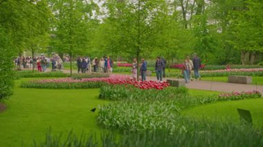 Lisse, Hollanda, 8 Mart 2024: Dünyanın en büyük çiçek bahçelerinden biri. İnsanlar Keukenhof çiçek bahçesinde renkli laleleri severler. Çiçek bahçesi ve çiçek açan lale çiçekleri..