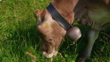 Boynunda çan olan inek Alplerde otluyor. İsviçre 'deki dağlık çayırlarda bir inek. Alplerdeki dağ otlağındaki inek.