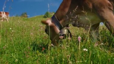 Boynunda çan olan inek Alplerde otluyor. İsviçre 'deki dağlık çayırlarda bir inek. Alplerdeki dağ otlağındaki inek.