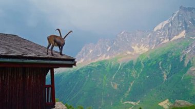 Ahşap bir evin çatısında büyük boynuzları olan bir dağ keçisi zarafetle arazisini gözetliyor. Alplerdeki bir dağın tepesinde boynuzları olan vahşi keçi. Alp dağ keçisi. Güzel alp manzarası.