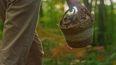 Sırt çantalı bir kadın sonbahar ormanında elinde sepetle mantar arıyor..