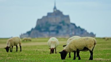 Yeşil çayırlarda otlayan koyunlar ve taze otlar yiyen Mont Saint Michel, Fransa.