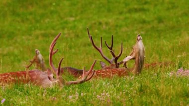 Vahşi doğada boynuzları olan zarif bir geyik. Vahşi hayvanlar yeşil çayırlarda yürür..